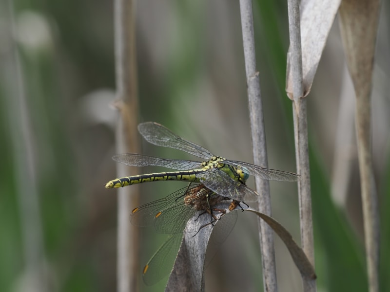 Image from Gomphus simillimus album