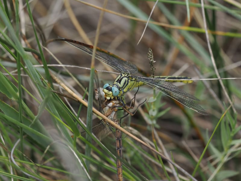 Image from Gomphus simillimus album