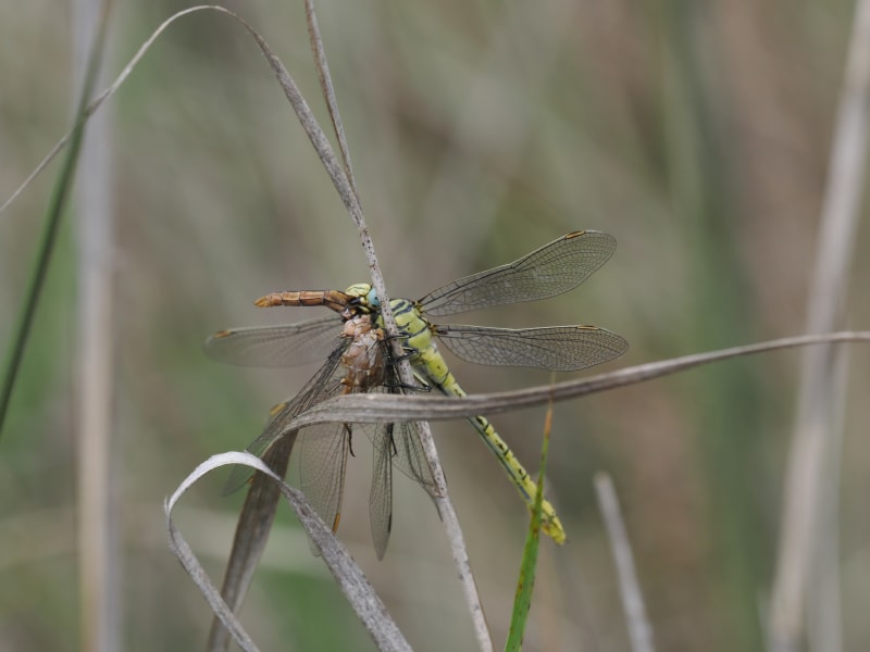 Image from Gomphus simillimus album
