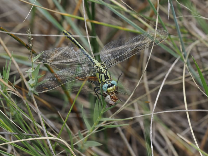 Image from Gomphus simillimus album