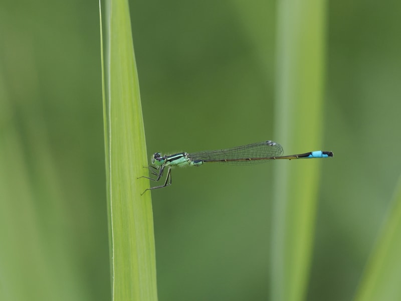 Ischnura elegans