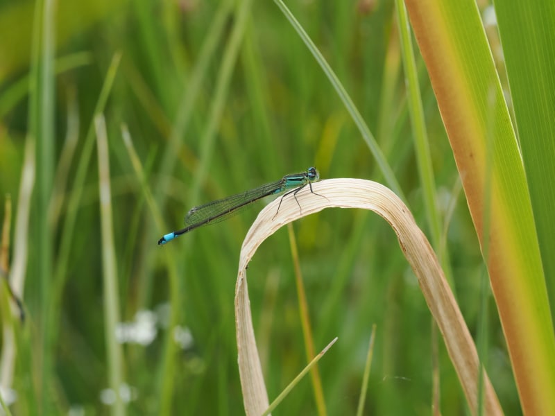 Ischnura elegans