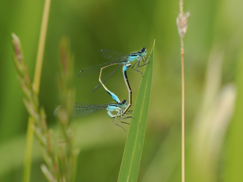 Image from Ischnura elegans album