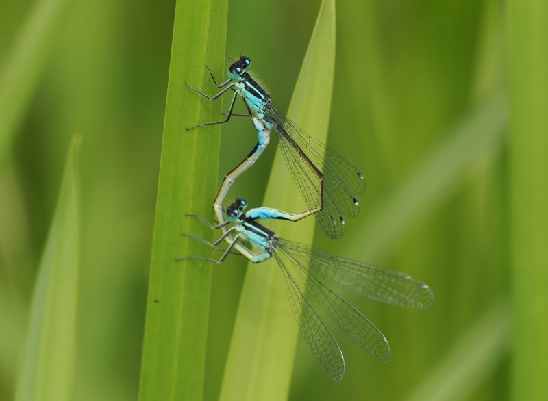 Image from Ischnura elegans album