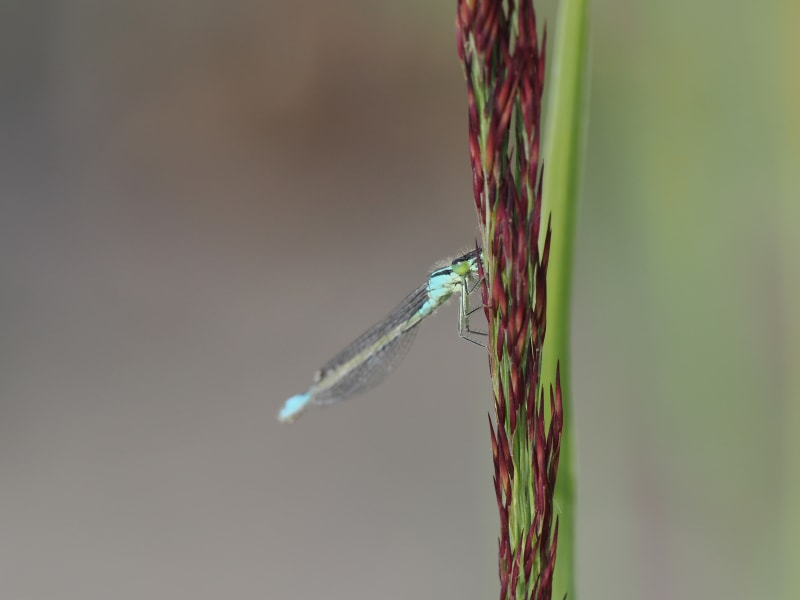 Ischnura elegans