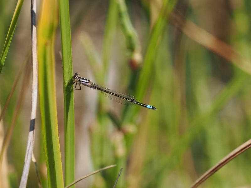Image from Ischnura graellsii album