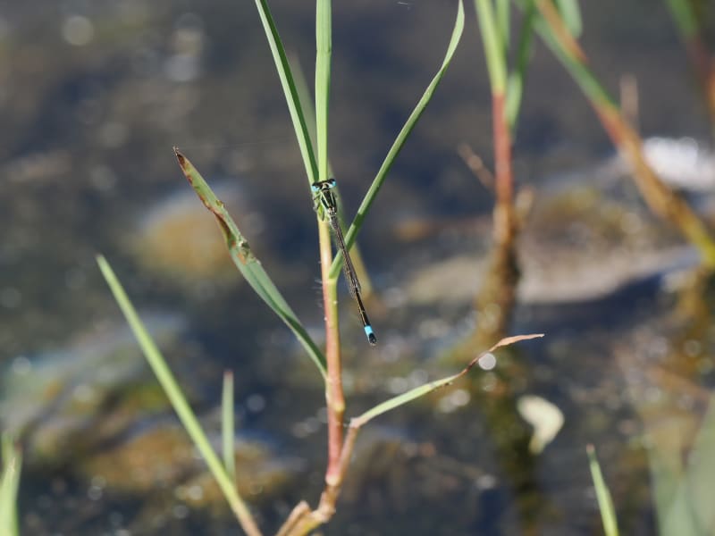 Image from Ischnura graellsii album