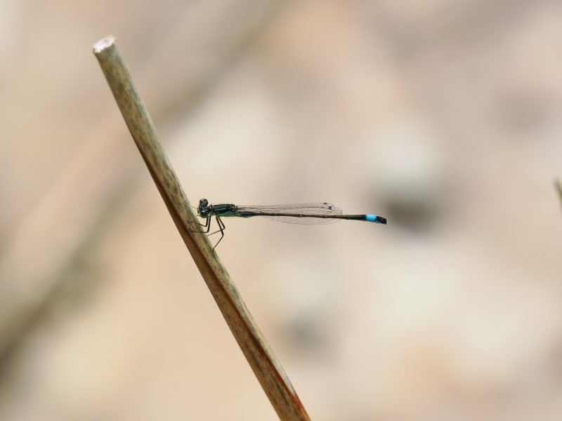 Image from Ischnura graellsii album