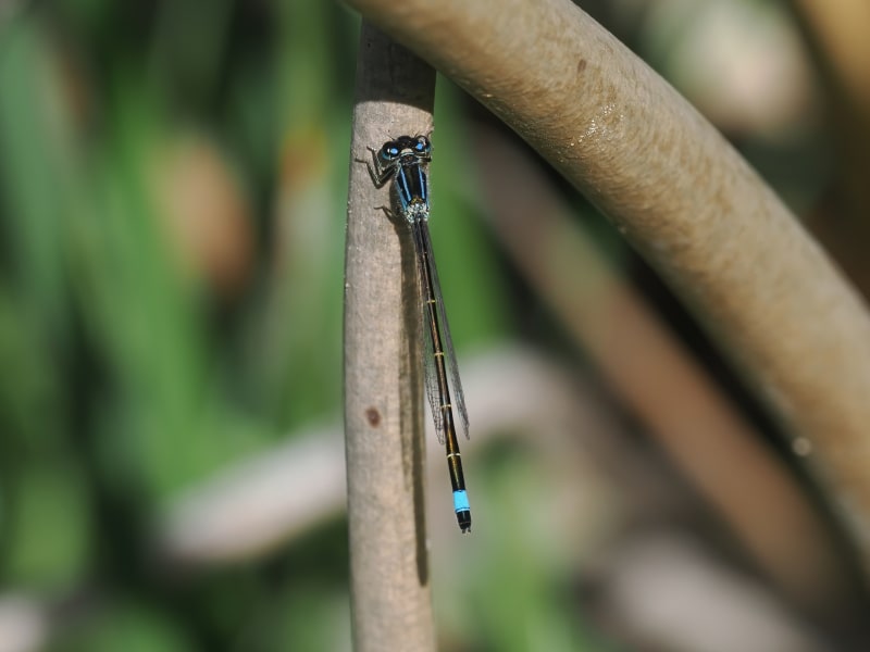 Image from Ischnura graellsii album