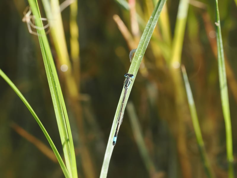 Image from Ischnura graellsii album