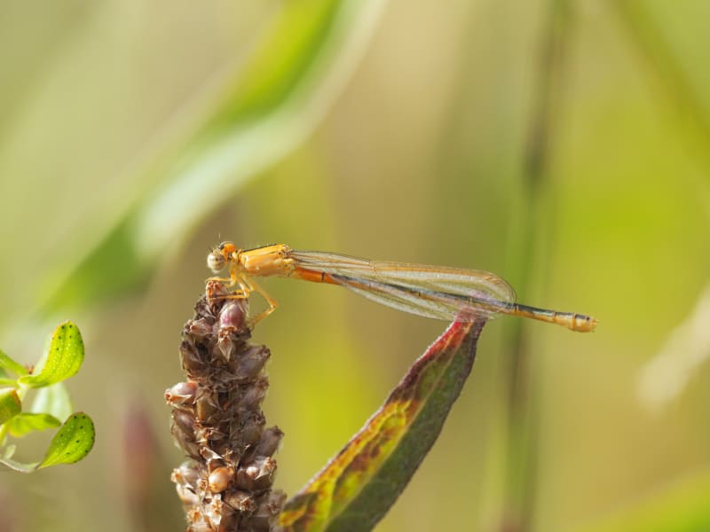 Image from Ischnura pumilio album