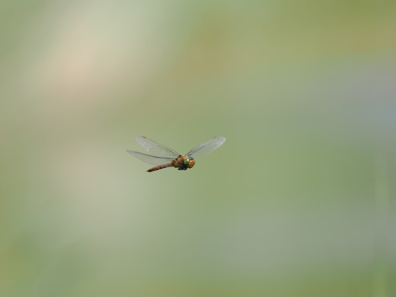 Image from Isoaeshna isoceles album