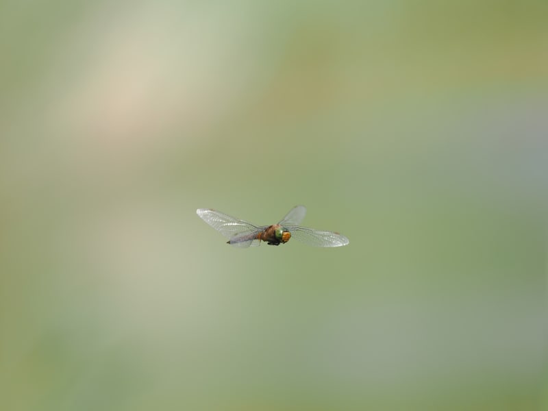 Image from Isoaeshna isoceles album