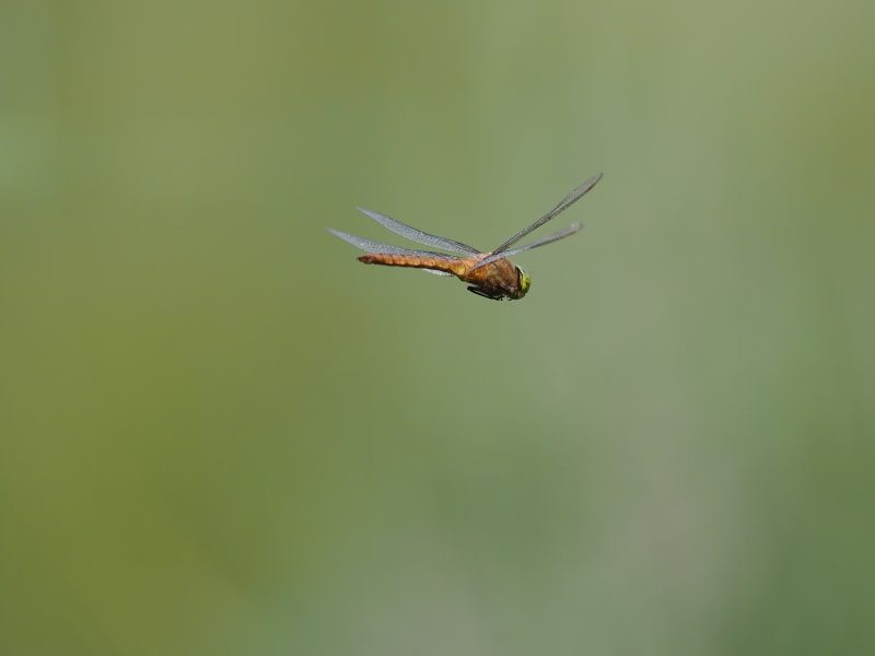 Image from Isoaeshna isoceles album