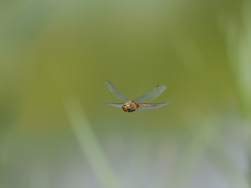 Image from Isoaeshna isoceles album