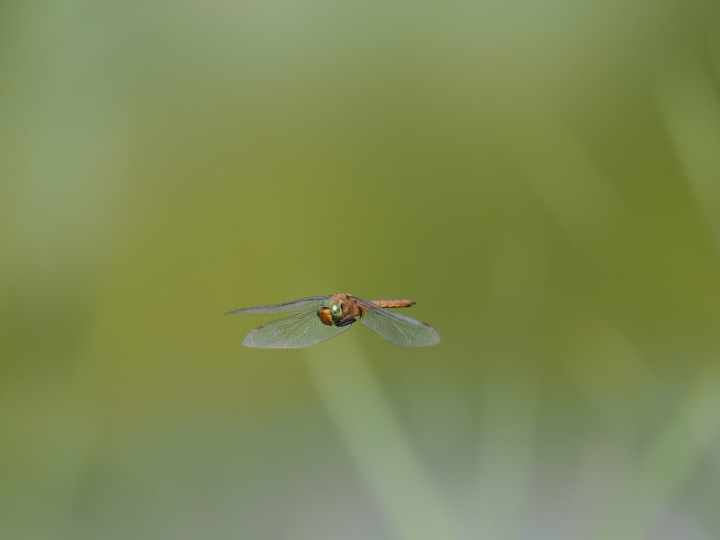 Image from Isoaeshna isoceles album