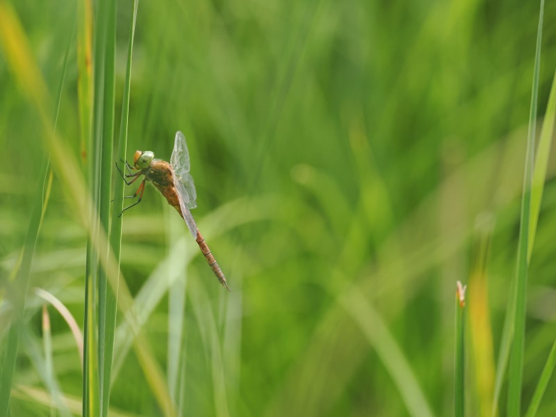 Image from Isoaeshna isoceles album