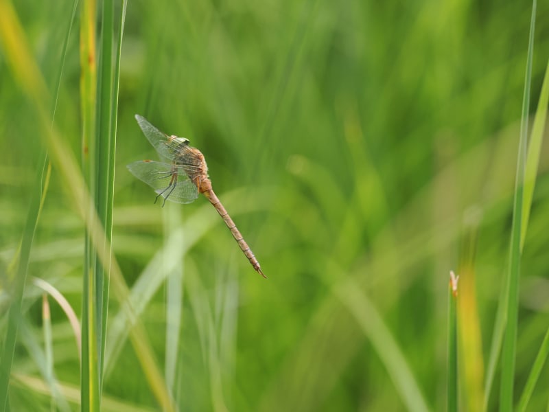 Image from Isoaeshna isoceles album