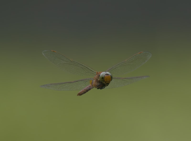 Image from Isoaeshna isoceles album