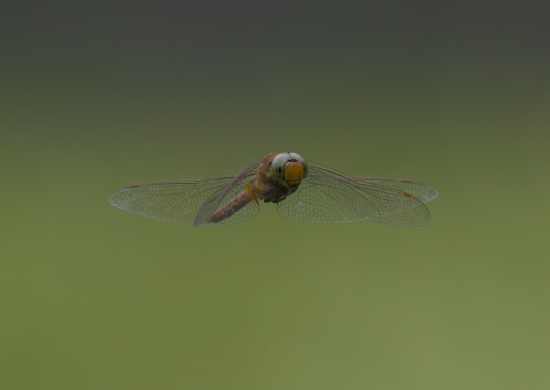 Image from Isoaeshna isoceles album