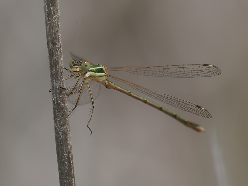 Image from Lestes barbarus album