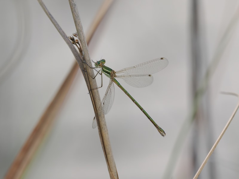 Image from Lestes barbarus album