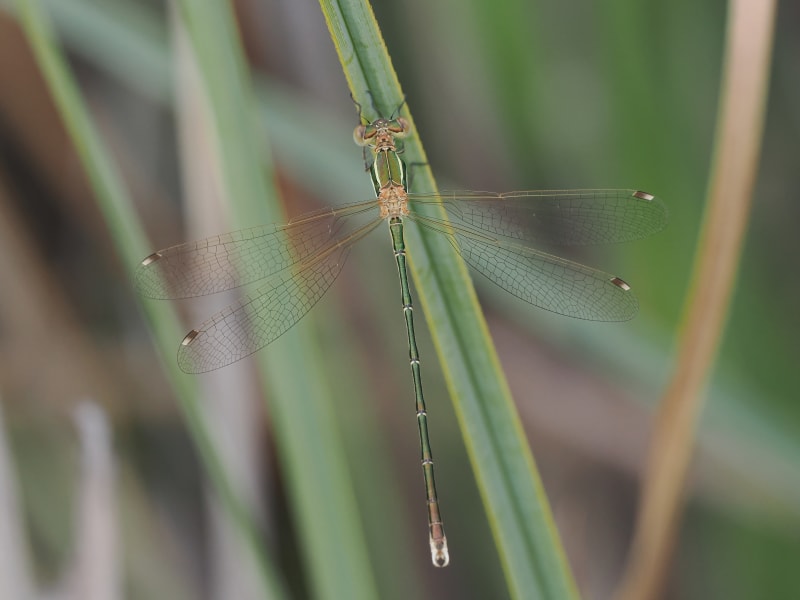 Image from Lestes barbarus album