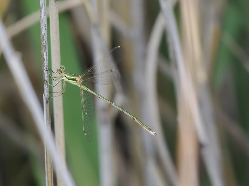 Image from Lestes barbarus album