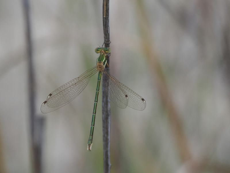 Image from Lestes barbarus album