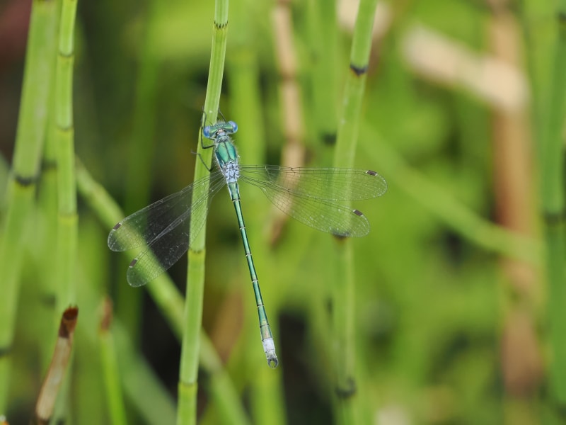 Image from Lestes dryas album