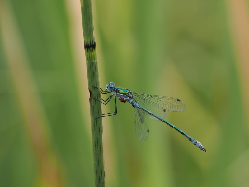Image from Lestes dryas album