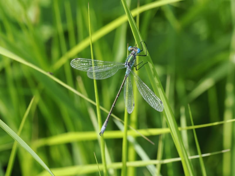 Image from Lestes dryas album