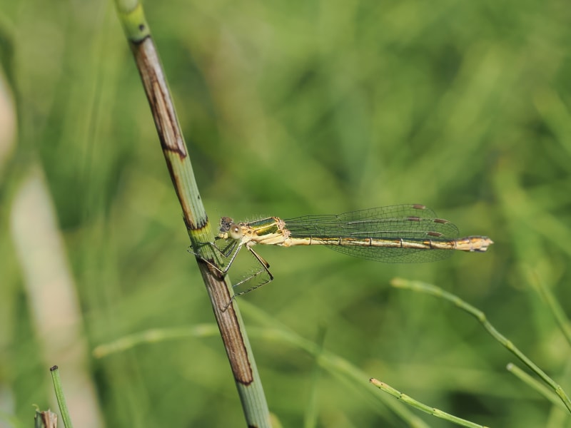 Image from Lestes sponsa album