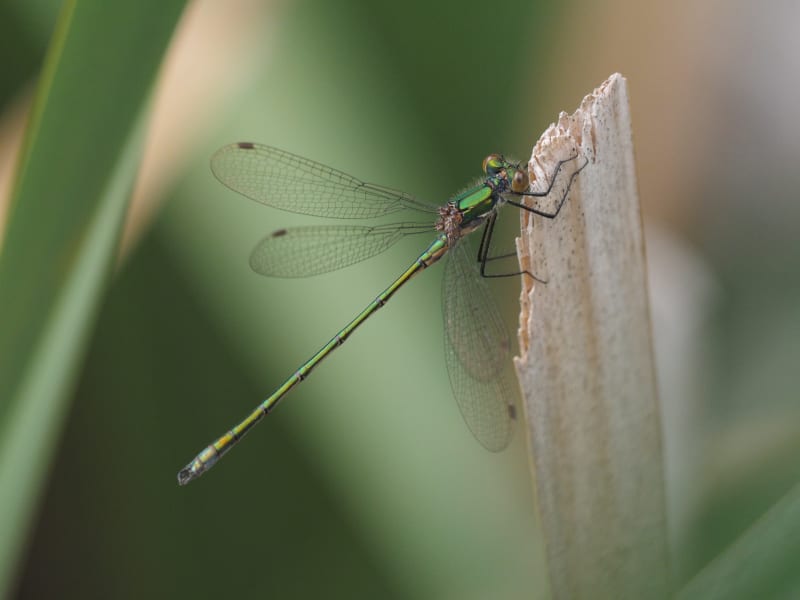 Image from Lestes sponsa album