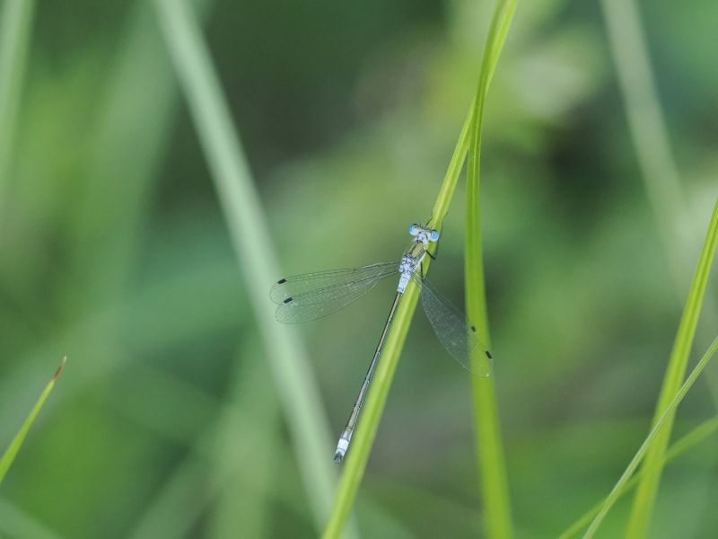 Image from Lestes sponsa album