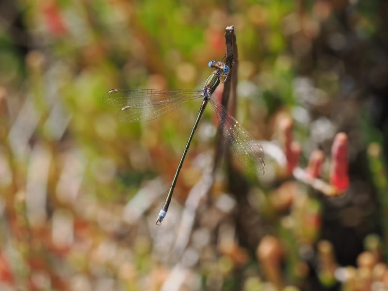 Image from Lestes virens album