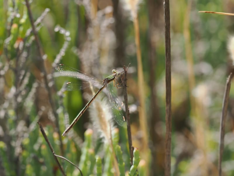 Image from Lestes virens album