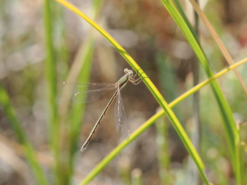 Image from Lestes virens album