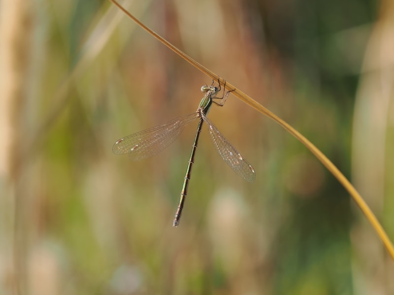 Image from Lestes virens album