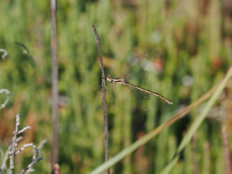 Image from Lestes virens album