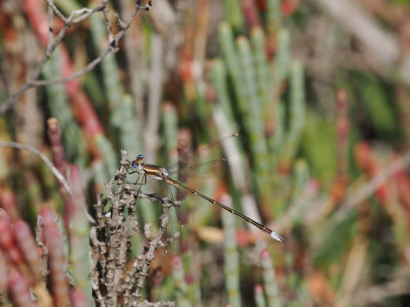 Image from Lestes virens album