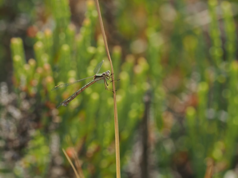Image from Lestes virens album
