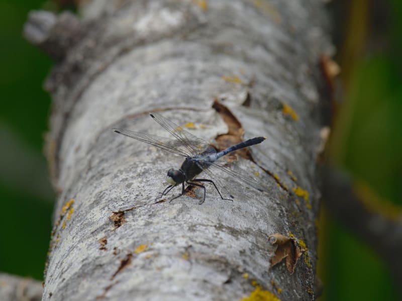 Image from Leucorrhinia albifrons album