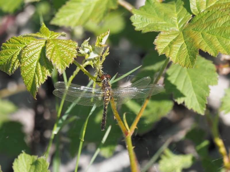Image from Leucorrhinia albifrons album