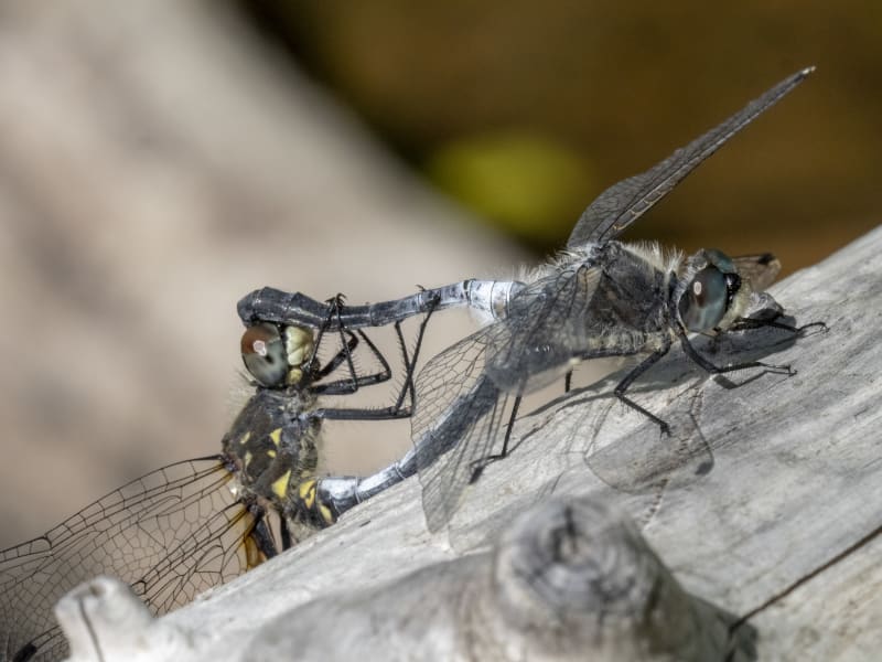 Image from Leucorrhinia albifrons album