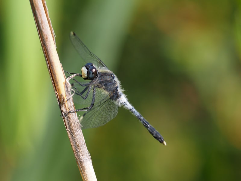 Image from Leucorrhinia albifrons album
