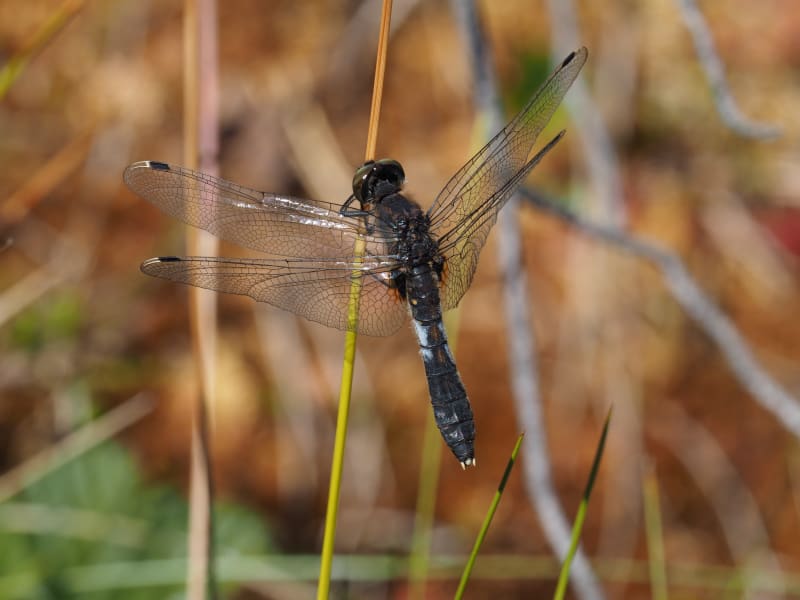 Image from Leucorrhinia caudalis album