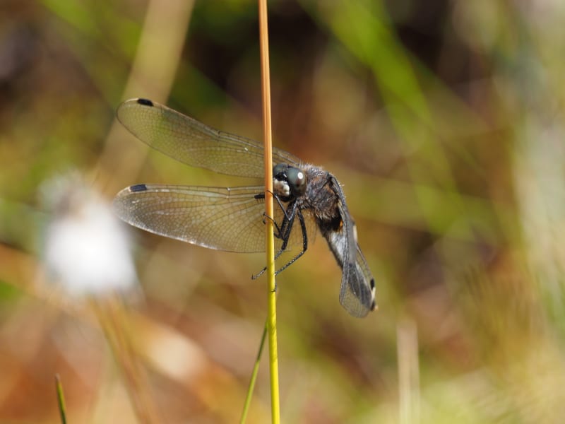 Image from Leucorrhinia caudalis album