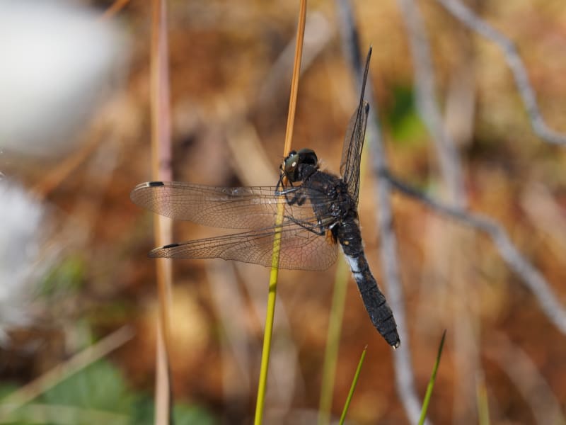 Image from Leucorrhinia caudalis album
