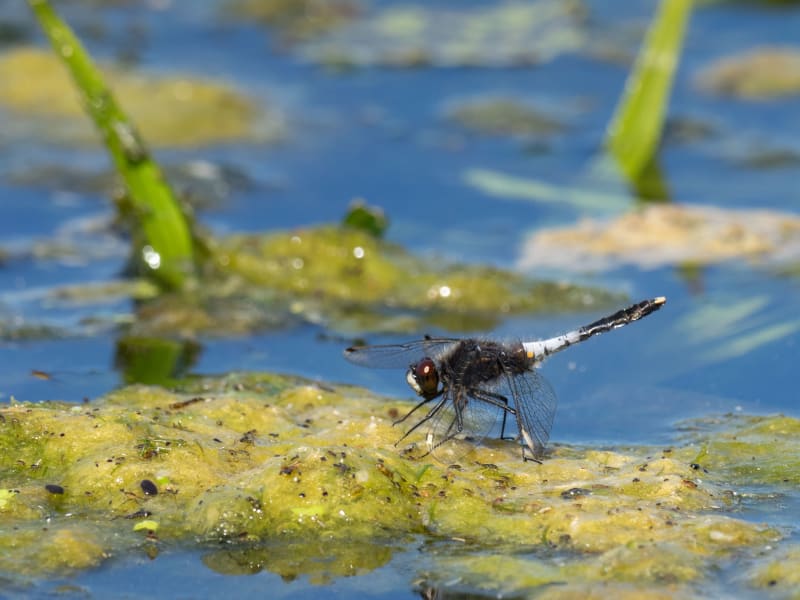 Image from Leucorrhinia caudalis album